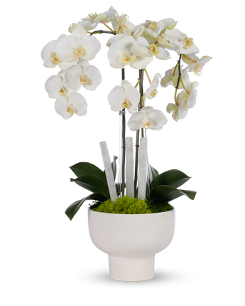 Triple Orchid with Selenite in White Ceramic Pot