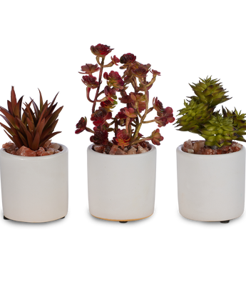 Baby Succulent Trio in White Ceramic Container