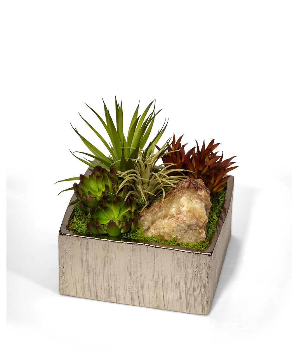 square succulent plant Mixed Succulents Desk Top Plant in Container T&C Floral Company