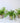 Fern Pack in Clear Vase