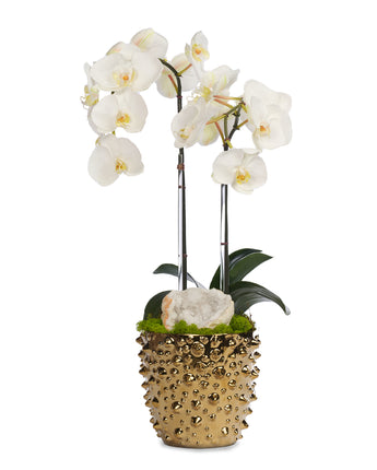 Double White Orchid in Gold Spike Pot