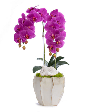 Double Orchid in Cream Finned Pot