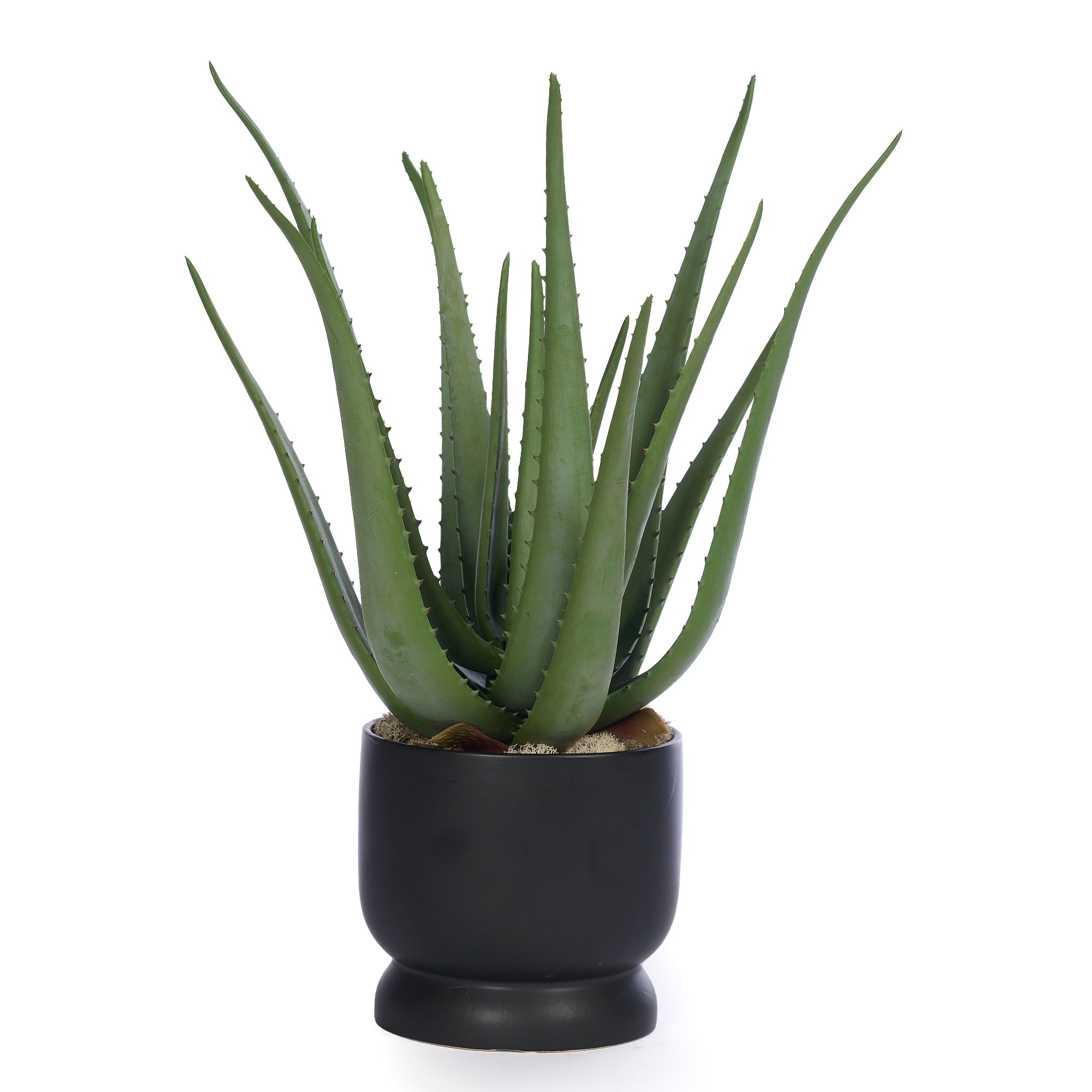 aloe vera plant in ceramic pot Aloe in Black Ceramic Pot