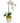Single Orchid in Champagne Vase