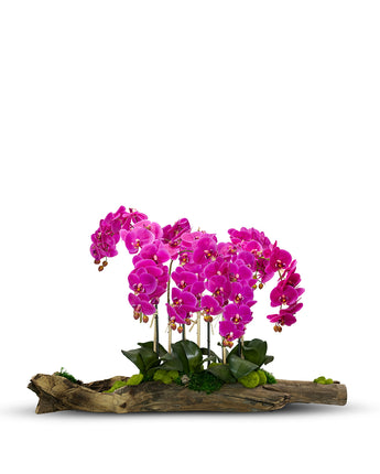 Large Log Filled with Orchids