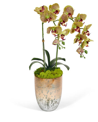 Double Orchid in Champagne Container