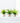 Fern Pack in Clear Vase