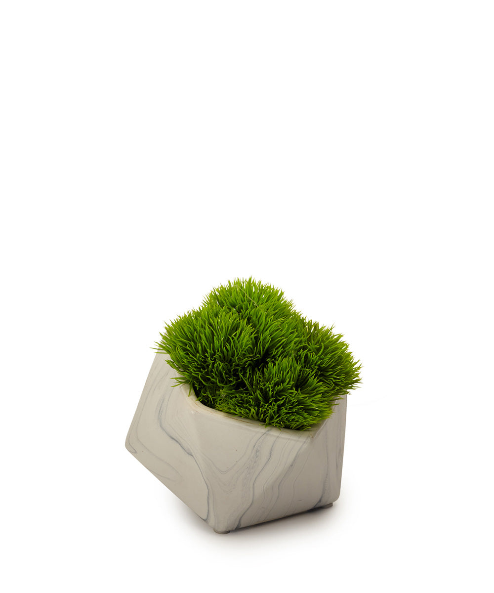succulent turf Baby Grass Succulent in Pod