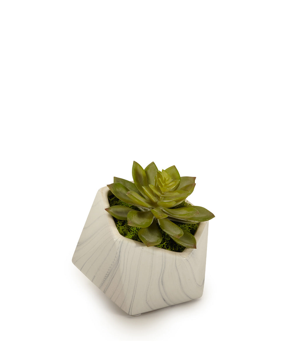 artificial echeveria succulent Echeveria Succulent