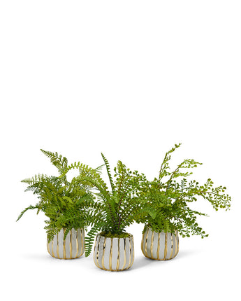 Fern 3 Pack in White & Gold Container