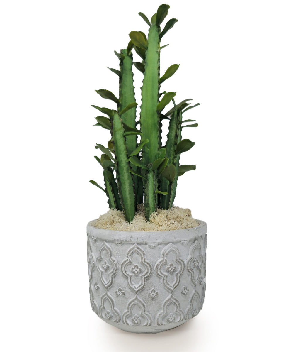 pencil clay cactus Pencil Cactus in Clay Container – T&C Floral Company