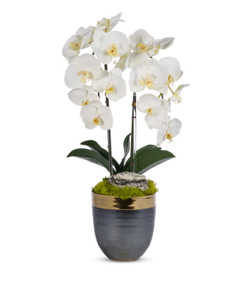 Double Orchids in Bronze Container with Gold Rim