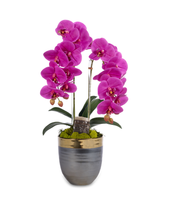Double Orchids in Bronze Container with Gold Rim