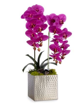 Double Orchids in Silver Hammered Metal Square Container with Quartz