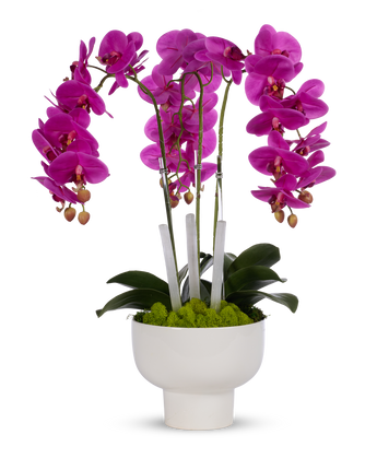 Triple Orchid with Selenite in White Ceramic Pot