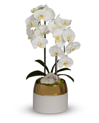 Double Orchid in White Container with Gold Rim
