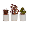 Baby Succulent Trio in White Ceramic Container