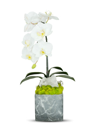 Single Orchid in Faux Marble Container