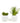 Pair of Succulents in Textured Containers