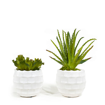 Pair of Succulents in Textured Containers
