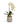 Orchid in White Wavy Pot