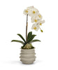Orchid in White Wavy Pot