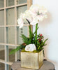 Double Amaryllis in Gold Square