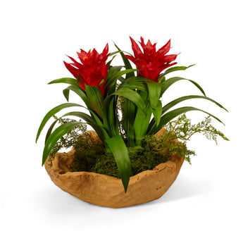 Bromeliads in Hand Carved Wood Bowl