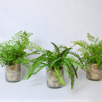 Fern Pack in Clear Vase
