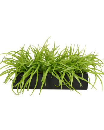 Tree Grass in Large Rectangle Box