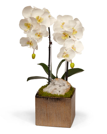 Double Orchid in Bronze Square