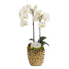 Double White Orchid in Gold Spike Pot