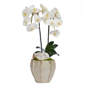 Double Orchid in Cream Finned Pot
