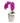 Double Orchid in Cream Finned Pot
