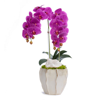 Double Orchid in Cream Finned Pot