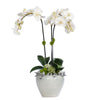 White Orchids in Ceramic Bird Pot