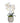 Double Orchid in Scalloped Cream Container