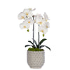 Double Orchid in Scalloped Cream Container