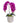 Double Orchid in Scalloped Cream Container