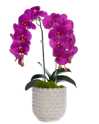 Double Orchid in Scalloped Cream Container