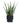 Aloe in Black Ceramic Pot