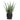 Aloe in Black Ceramic Pot