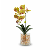 Build Your Own Orchid