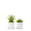 Pair of Succulents in Small White Pots