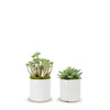 Pair of Succulents in Small White Pots