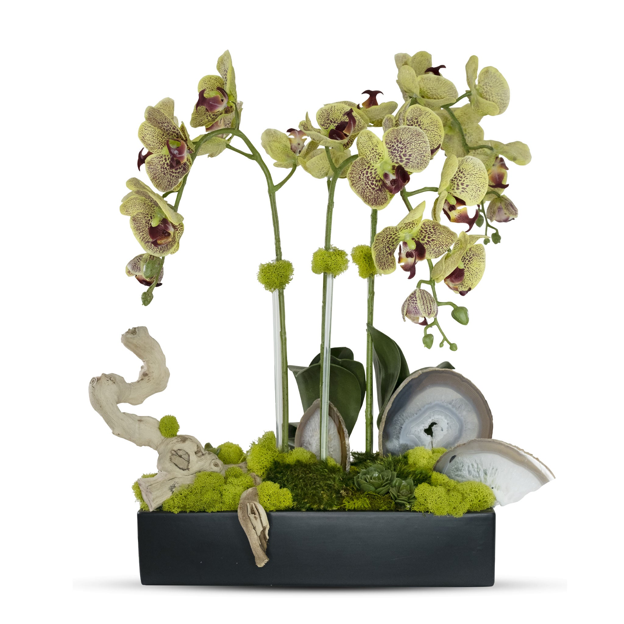 Orchids in Rectangle Ceramic Container – T&C Floral Company