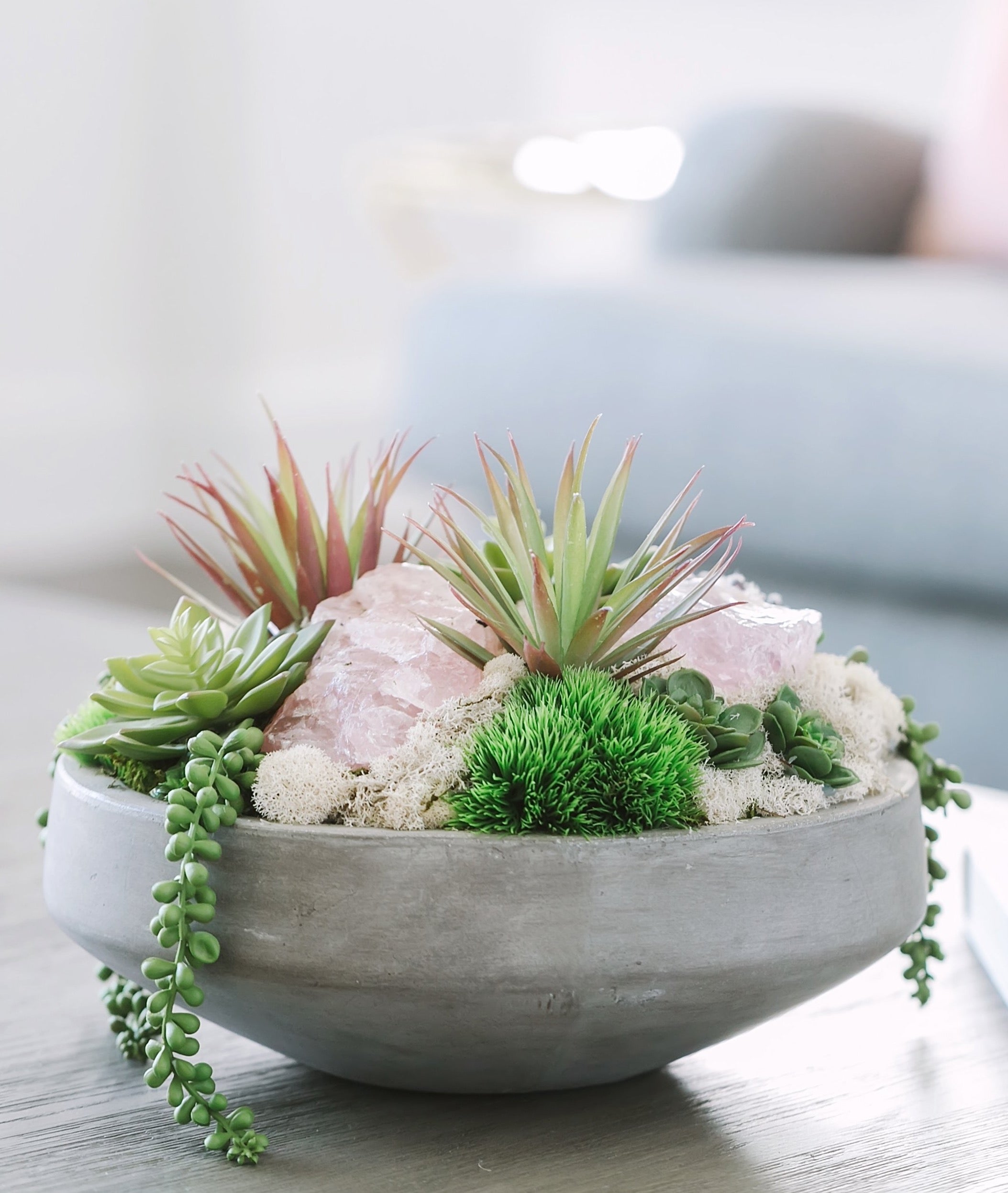 concrete succulent bowl T & C Floral Company Succulents in Concrete Bowl Red Calcite