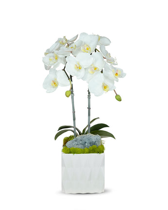Double Orchid in White Ceramic Container