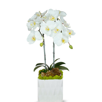 Double Orchid in White Ceramic Container