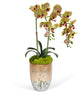 Double Orchid in Champagne Container